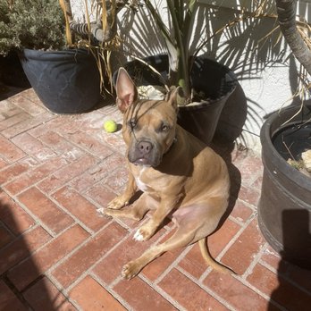 Doggie Bonez Rescue - At one year old when first adopted. - Pet Adoption Near Me - San Juan Capistrano, California Doggie Bonez Rescue - At one year old when first adopted. - Pet Adoption Near Me - San Juan Capistrano, California