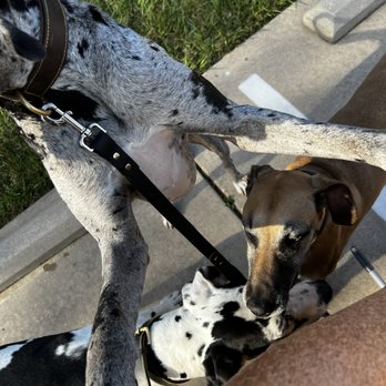 USA Pet Resorts - Danes - Pet Boarding Near Me - Spring, Texas USA Pet Resorts - Danes - Pet Boarding Near Me - Spring, Texas