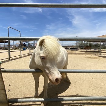Sugarplum Zoo - Mini horse - Chocolatiers & Shops Near Me - Temecula, California