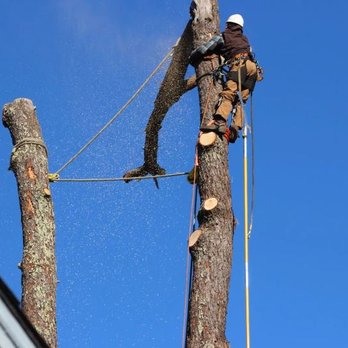Mike's Tree Service - Tree Services Near Me - Napa, California