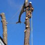 Photo of Mike's Tree Service