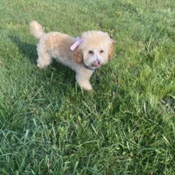 One Touch Lawn Care Service - After working with my grass for year - Lawn Services Near Me
