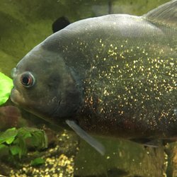 Blue Reef Aquarium