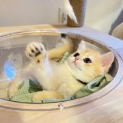 family cats　1001 s-l1200.jpg