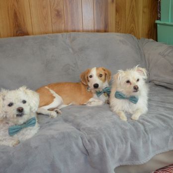 Eleventh Hour Rescue - Yoda-bear, Rusty, and Grits wearing bow ties for Father's Day. - Animal Shelters Near Me