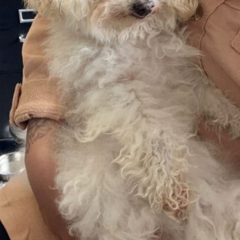 Lesha's Dog Grooming - Pet Groomers Near Me - Tacoma, Washington