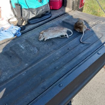 Sullivan pest control - Pest Control Near Me - Worcester, Massachusetts Sullivan pest control - Pest Control Near Me - Worcester, Massachusetts