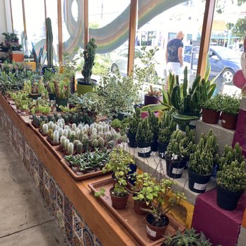 Plantiitas - Front window entrance of plant shop - Home Decor Near Me - Long Beach, California Plantiitas - Front window entrance of plant shop - Home Decor Near Me - Long Beach, California