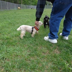 Attleboro Dog Park