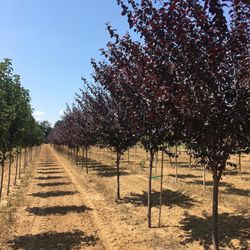 Ocean Wholesale Nursery