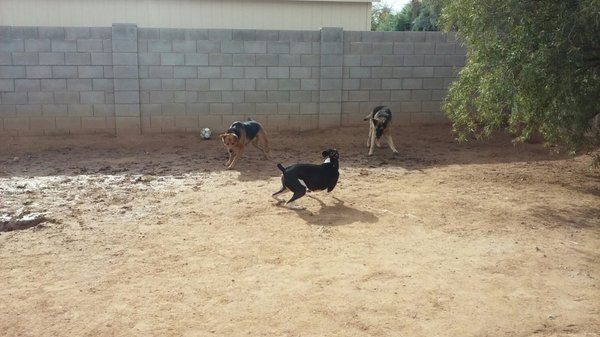 piccolis natural pet food