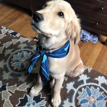 Lather a Pet Bath House - Bandana!!! - Pet Groomers Near Me - Pittsburgh, Pennsylvania Lather a Pet Bath House - Bandana!!! - Pet Groomers Near Me - Pittsburgh, Pennsylvania