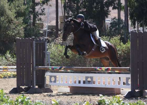 Le Cheval Sport Horses by null