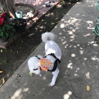 Roxy's Pooch Parlour - Pet Groomers Near Me - Los Angeles, California