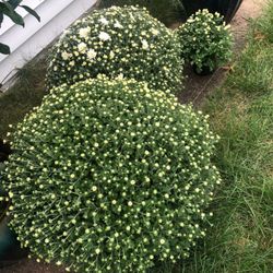 Richardson's Market - White mums!!