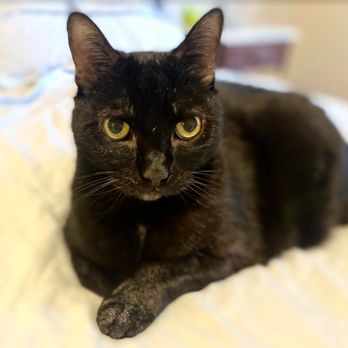 Gotham City Cat Care - Pet Sitting Near Me Gotham City Cat Care - Pet Sitting Near Me