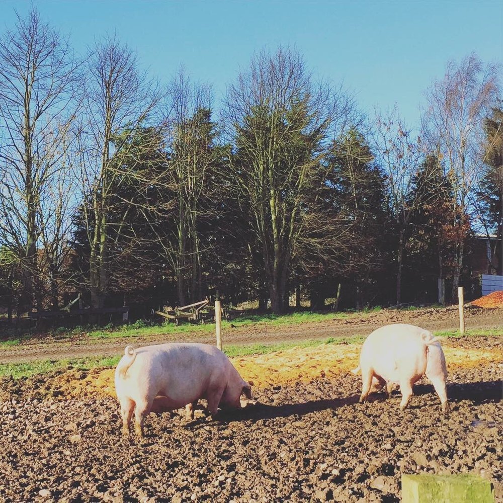The White Post Farm Centre - Zoos Near Me - Newark, NTT