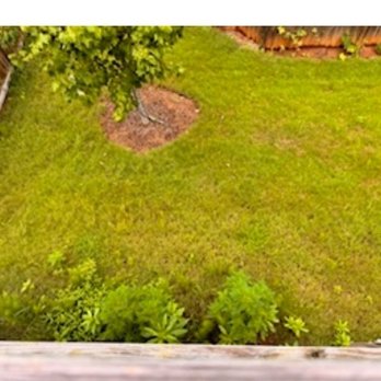 Neal’s Lawn Care - Before lawncare. You can see the overgrown weeds - Lawn Services Near Me Neal’s Lawn Care - Before lawncare. You can see the overgrown weeds - Lawn Services Near Me