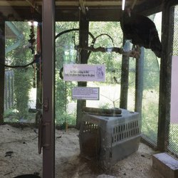 Treehouse Wildlife Center - Condor on display in an indoor exhibit.