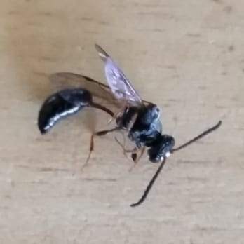 Jon Polentz Property Management - One of the dozens of wasps that were of no concern to Jon Polentz and company - Property Management Near Me - Orange, California Jon Polentz Property Management - One of the dozens of wasps that were of no concern to Jon Polentz and company - Property Management Near Me - Orange, California