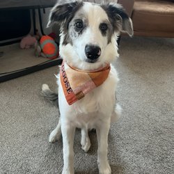 AHeinz57 Pet Rescue & Transport - Our AHeinz57 Pupsicle! Adopt, don't shop!