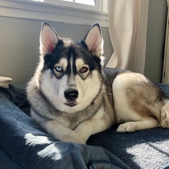 After Hours Dog Grooming - Pet Groomers Near Me - Oakland, California