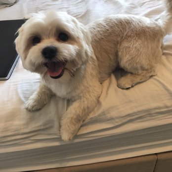 PetSmart - Pet Training Near Me - Avondale, Arizona