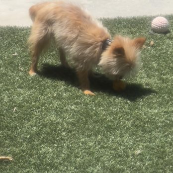 Bentley’s Barkery - Diva enjoying her cupcake - Pet Stores Near Me - Fresno, California Bentley’s Barkery - Diva enjoying her cupcake - Pet Stores Near Me - Fresno, California