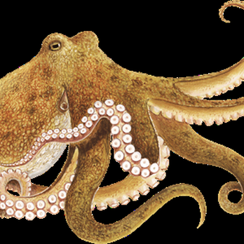 Top Notch Tanks - buy an octopus ytah - Aquarium Services Near Me - St. George, Utah Top Notch Tanks - buy an octopus ytah - Aquarium Services Near Me - St. George, Utah