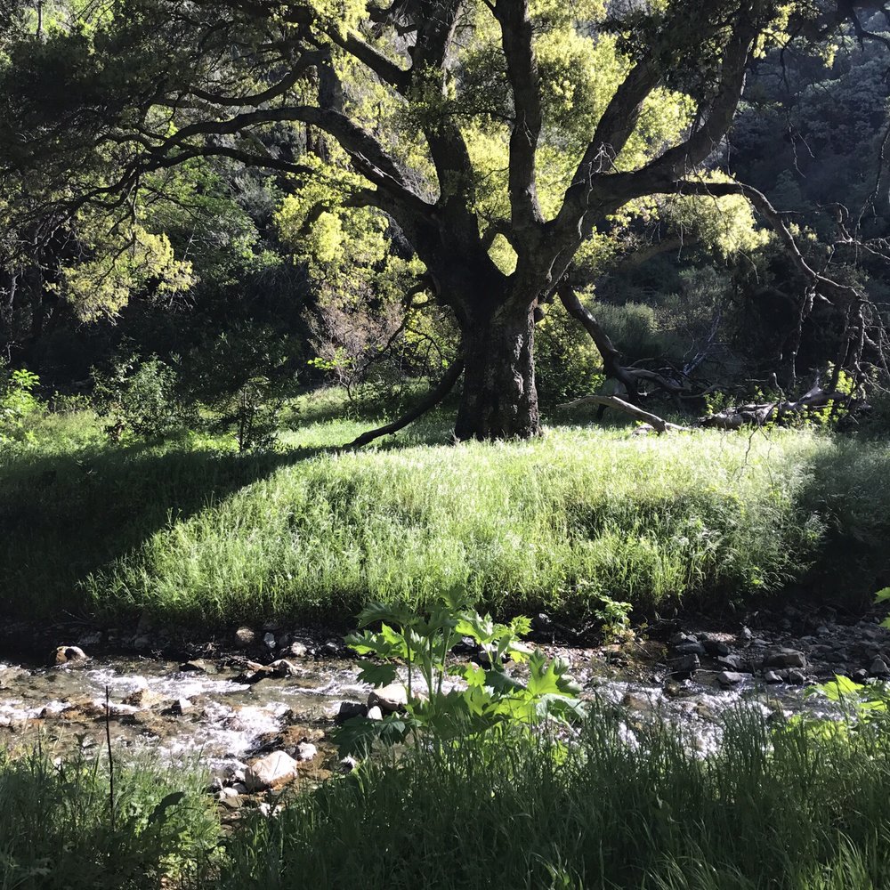 Mount Diablo State Park - Stream of water - Parks Near Me - Clayton, California