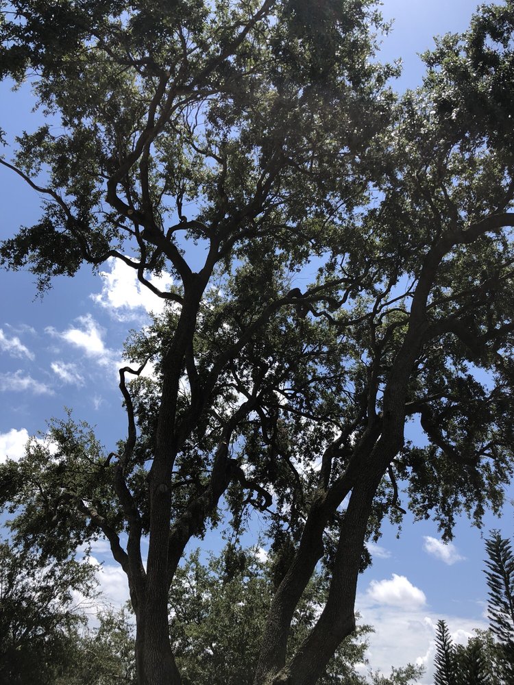 Martin Tree Service - tree service in Oviedo, FL