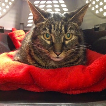 Timberlea Veterinary Clinic - Bashful is such a good patient. - Veterinarians Near Me - Kirkland, Quebec Timberlea Veterinary Clinic - Bashful is such a good patient. - Veterinarians Near Me - Kirkland, Quebec