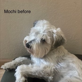 Groomed By An Angell - Pet Groomers Near Me - San Leandro, California Groomed By An Angell - Pet Groomers Near Me - San Leandro, California