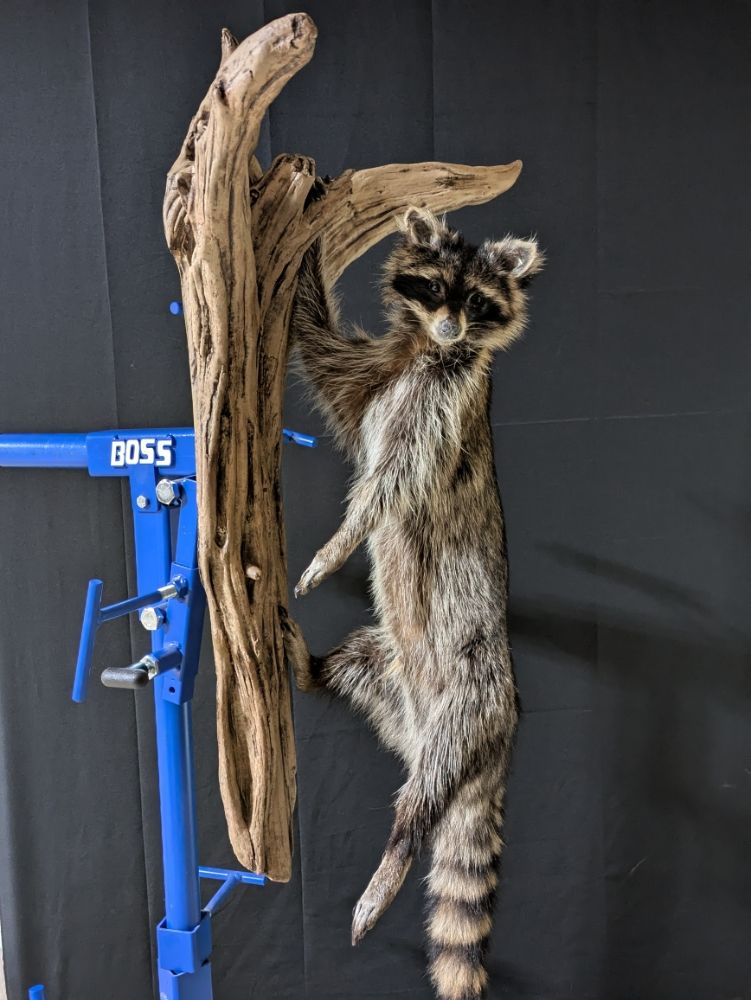 Eric Miller Taxidermy - taxidermy in Sugarcreek, OH