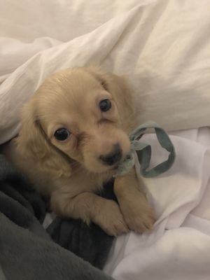 full circle ranch miniature dachshund breeder