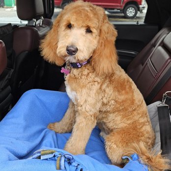 Two Friends - Ivy after her 1st grooming. - Pet Groomers Near Me - Romeo, Michigan Two Friends - Ivy after her 1st grooming. - Pet Groomers Near Me - Romeo, Michigan