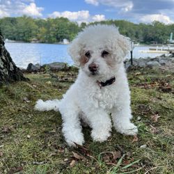 North Mecklenburg Animal Hospital - RIP Cowboy. Thank you Dr. Blackard & Renehan for bringing the end of his journey peace & love & for giving me clarity & TRUE compassion.