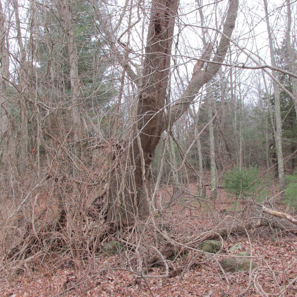 Steere Hill Trail - Old trees - Hiking Near Me - Glocester, Rhode Island
