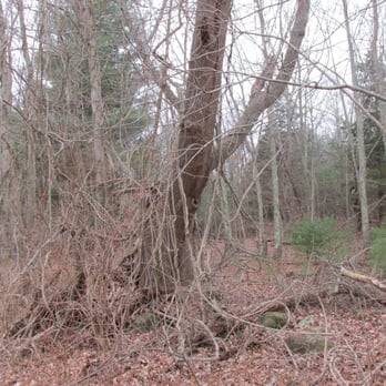 Steere Hill Trail - Old trees - Hiking Near Me - Glocester, Rhode Island