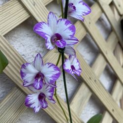 Carmela Orchids - Dendrodium