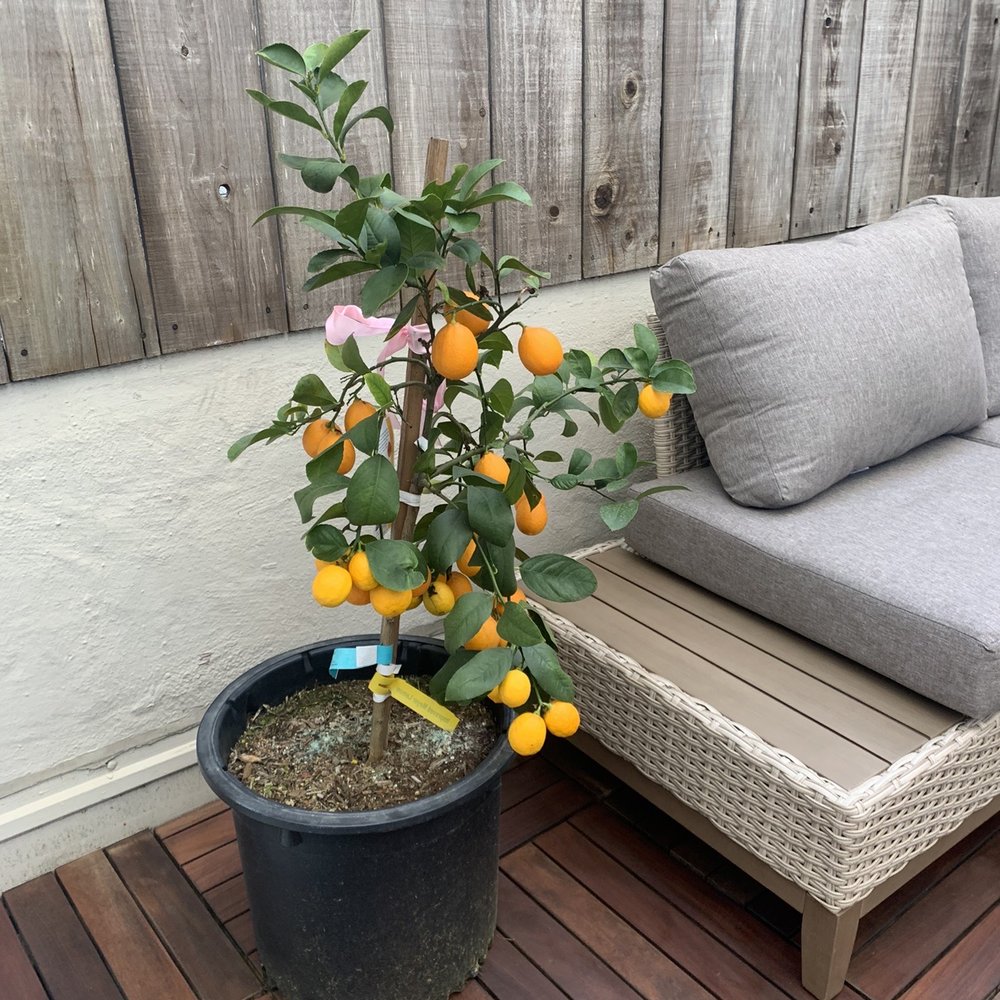 SF Plants - Beautiful Fully Loaded with Meyer Lemons! - Nurseries & Gardening Near Me - San Francisco, California SF Plants - Beautiful Fully Loaded with Meyer Lemons! - Nurseries & Gardening Near Me - San Francisco, California