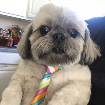Lazy Dog Grooming - Like my tie? Courtesy of Lazy dog - Pet Groomers Near Me - Henderson, Nevada