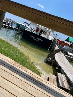 Pelican Adventures by null