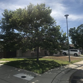 EG Tree Service - Before - this tree was so annoying. The branches hung low and I'd dread the fall when the leaves would come off. - Tree Services Near Me EG Tree Service - Before - this tree was so annoying. The branches hung low and I'd dread the fall when the leaves would come off. - Tree Services Near Me