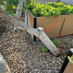 Finest Tree Service - The tree they cut