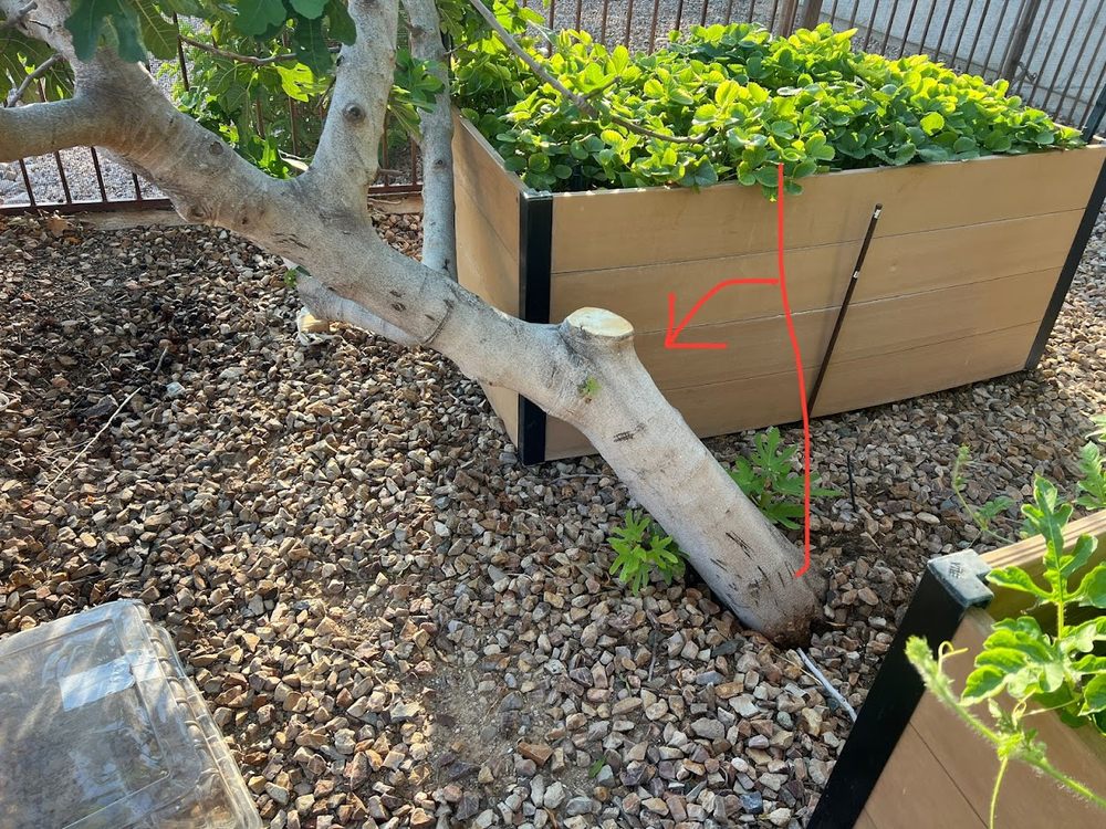 Finest Tree Service - tree service in Tucson, AZ