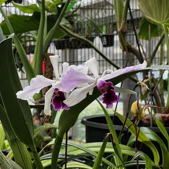 Emerald City Orchids - Laelia Cattleya orchid - Nurseries & Gardening Near Me - Tacoma, Washington Emerald City Orchids - Laelia Cattleya orchid - Nurseries & Gardening Near Me - Tacoma, Washington