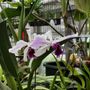 Photo of Emerald City Orchids