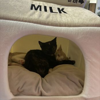 Wyoming County SPCA - My babies at home - Pet Adoption Near Me - Attica, New York Wyoming County SPCA - My babies at home - Pet Adoption Near Me - Attica, New York