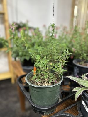 Growing Tx Greens Emporium